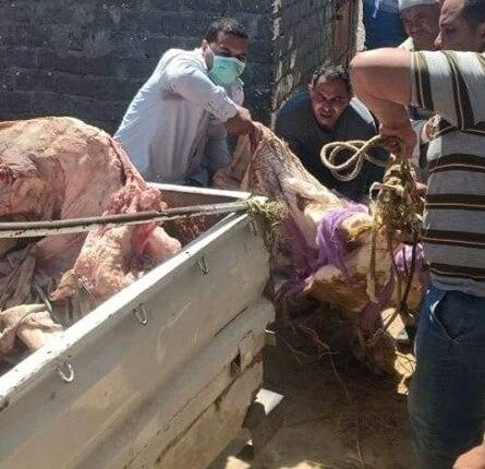ضبط مجزر به كميات كبيرة من اللحوم النافقة