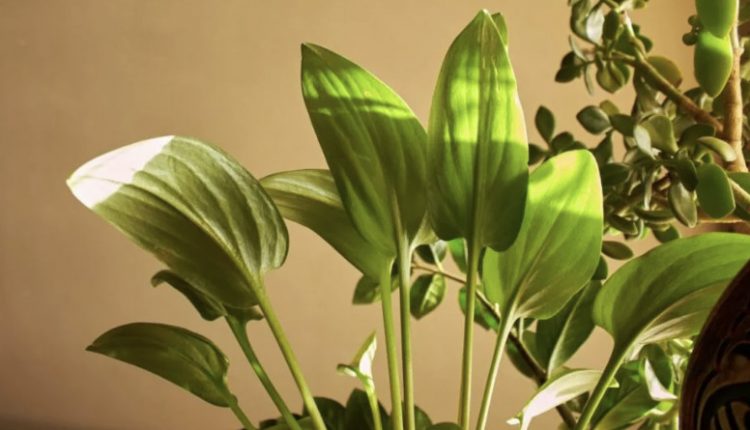 التواصل الصامت: كيف "تفهم" النباتات الأصوات من حولها؟